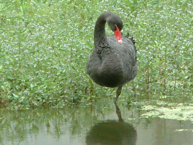 Cigno nero cittadino